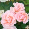 Heirloom Roses Everest Double Fragrance™ Clearance