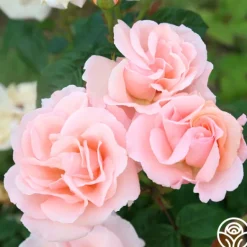 Heirloom Roses Everest Double Fragrance™ Clearance