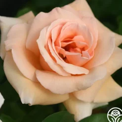 Heirloom Roses Everest Double Fragrance™ Clearance