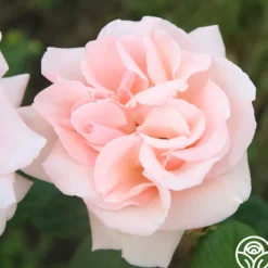 Heirloom Roses Everest Double Fragrance™ Clearance