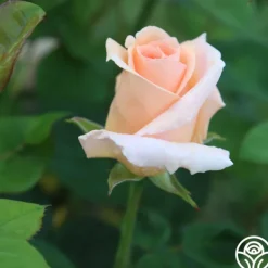 Heirloom Roses Everest Double Fragrance™ Clearance