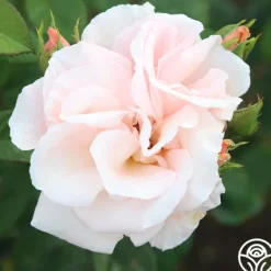 Heirloom Roses Everest Double Fragrance™ Clearance