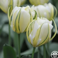 Heirloom Roses Exotic Emperor Discount