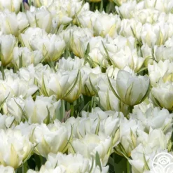 Heirloom Roses Exotic Emperor Discount