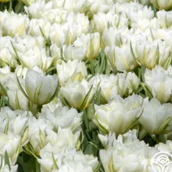Heirloom Roses Exotic Emperor Discount