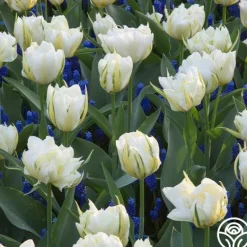 Heirloom Roses Exotic Emperor Discount