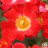 Heirloom Roses Eyepaint® Online