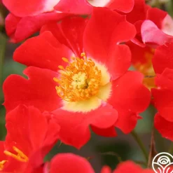 Heirloom Roses Eyepaint® Online