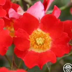 Heirloom Roses Eyepaint® Online