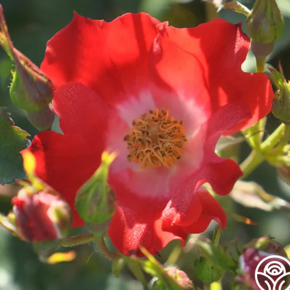 Heirloom Roses Eyepaint® Online
