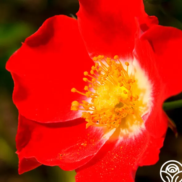 Heirloom Roses Eyepaint® Online