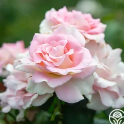 Heirloom Roses Falling In Love™ Online