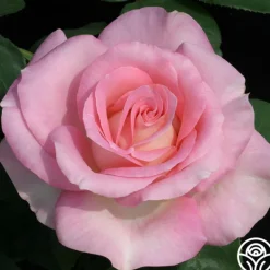 Heirloom Roses Falling In Love™ Online