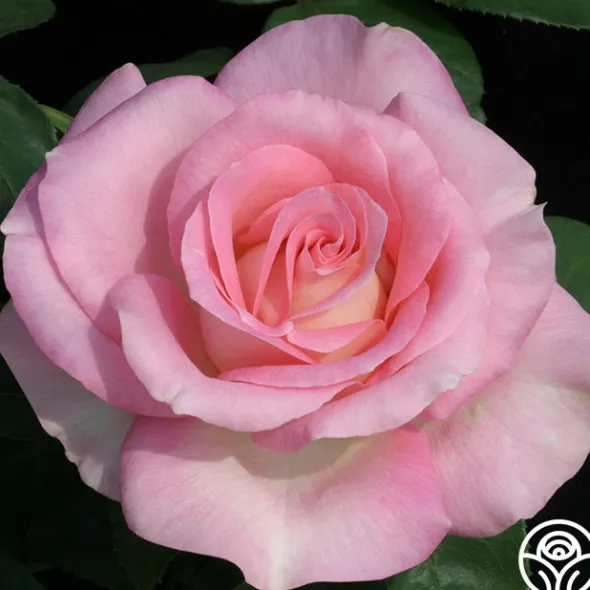 Heirloom Roses Falling In Love™ Online