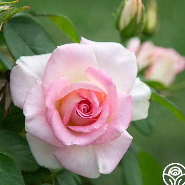 Heirloom Roses Falling In Love™ Online