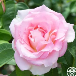 Heirloom Roses Falling In Love™ Online