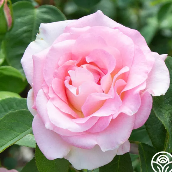Heirloom Roses Falling In Love™ Online