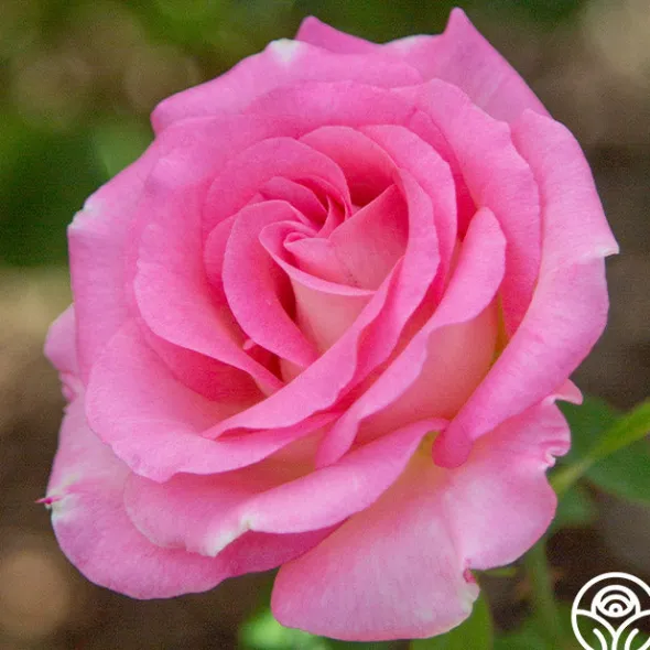 Heirloom Roses Falling In Love™ Online