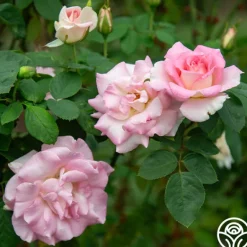 Heirloom Roses Falling In Love™ Online