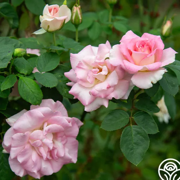 Heirloom Roses Falling In Love™ Online