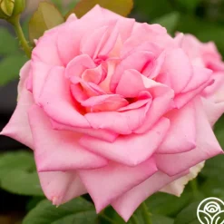 Heirloom Roses Falling In Love™ Online