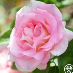 Heirloom Roses Falling In Love™ Online