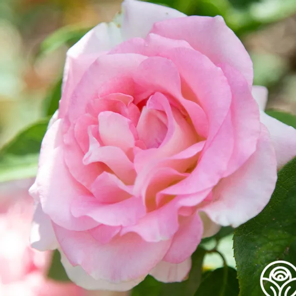 Heirloom Roses Falling In Love™ Online