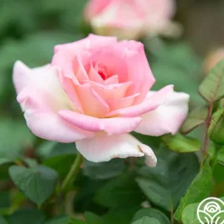 Heirloom Roses Falling In Love™ Online