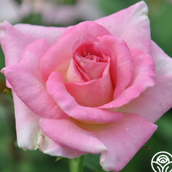 Heirloom Roses Falling In Love™ Online