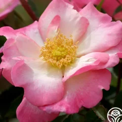 Heirloom Roses Fashion Statement™ Hot