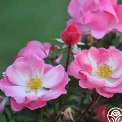Heirloom Roses Fashion Statement™ Hot