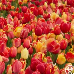 Heirloom Roses Fire Glow Mix Sale