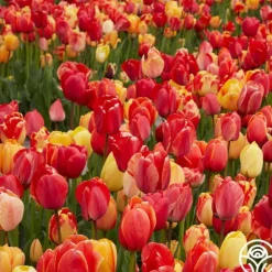 Heirloom Roses Fire Glow Mix Sale