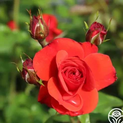 Heirloom Roses Fire King Discount