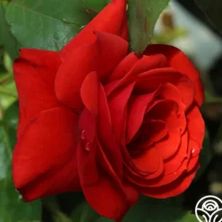 Heirloom Roses Fire King Discount