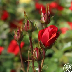 Heirloom Roses Fire King Discount