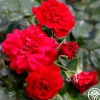 Heirloom Roses Fire Meidiland® New