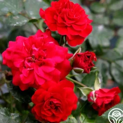 Heirloom Roses Fire Meidiland® New