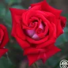 Heirloom Roses Fire 'N' Ice Hot