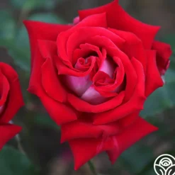 Heirloom Roses Fire 'N' Ice Hot