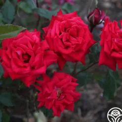 Heirloom Roses Fire 'N' Ice Hot