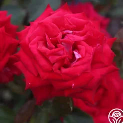 Heirloom Roses Fire 'N' Ice Hot