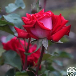 Heirloom Roses Fire 'N' Ice Hot