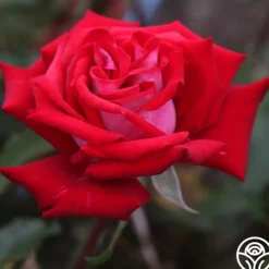 Heirloom Roses Fire 'N' Ice Hot