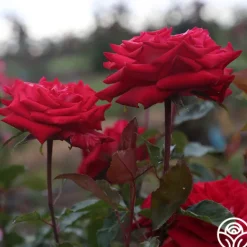 Heirloom Roses Fire 'N' Ice Hot