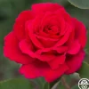 Heirloom Roses Firefighter® Best