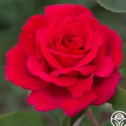 Heirloom Roses Firefighter® Best