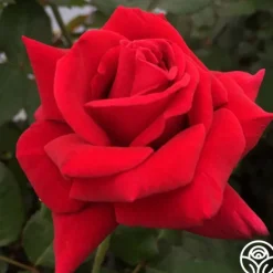 Heirloom Roses Firefighter® Best