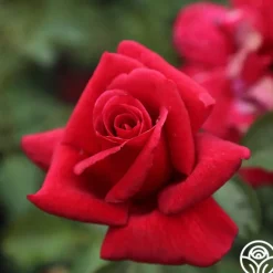 Heirloom Roses Firefighter® Best