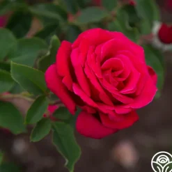 Heirloom Roses Firefighter® Best